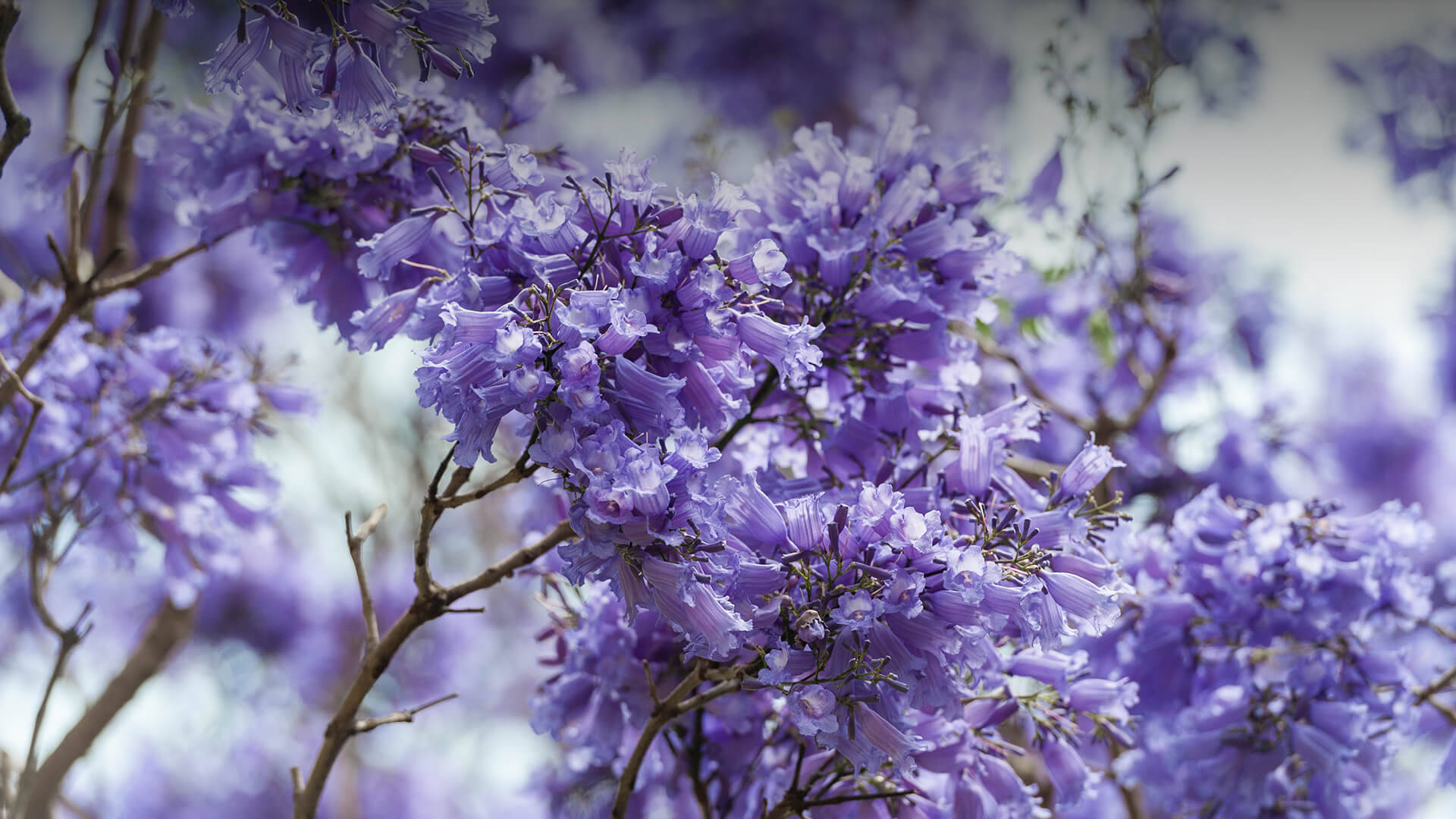 Purple Tree Jacaranda Flower Background