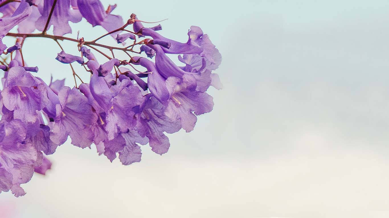 Purple Tree Minimalist Background