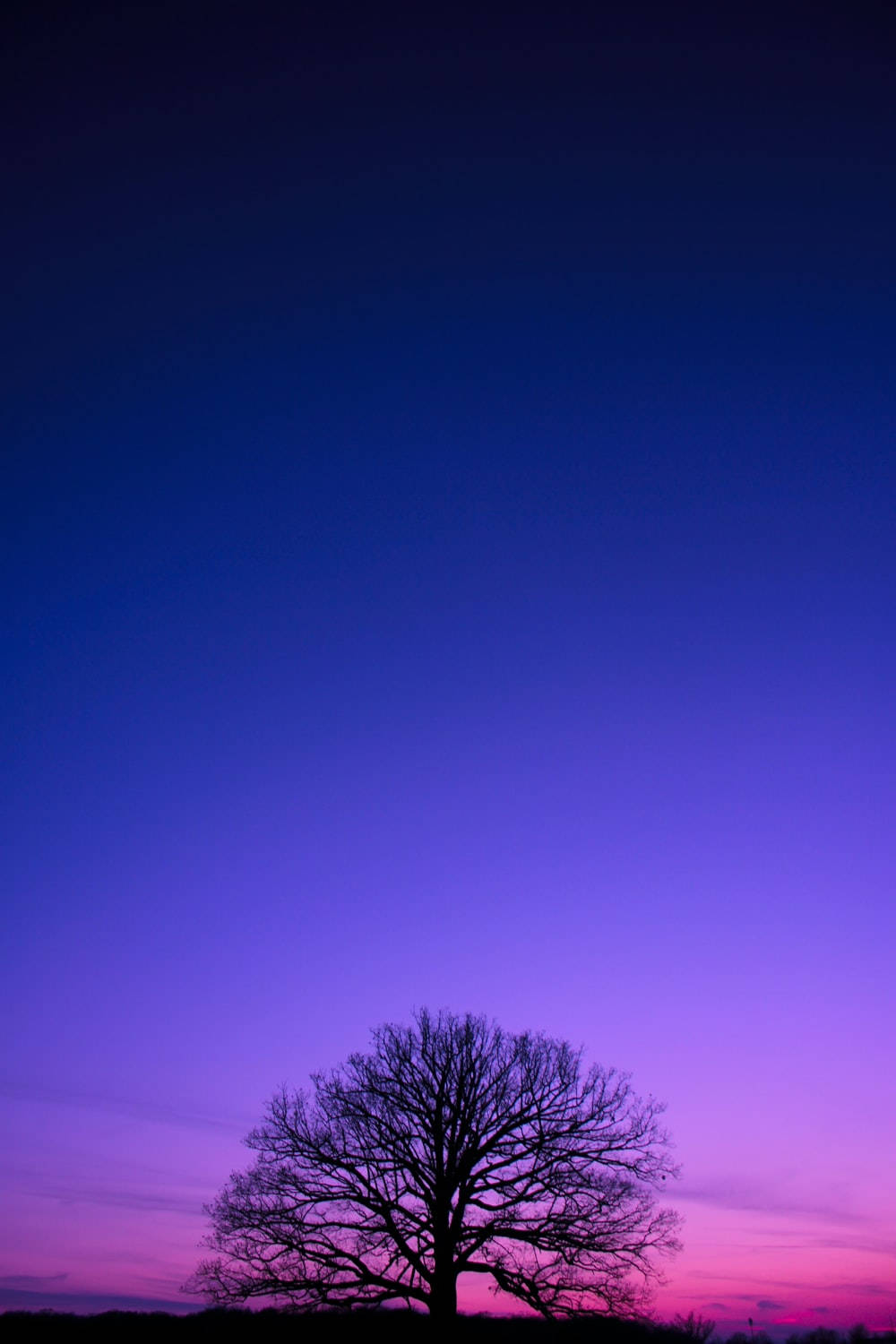 Purple Tree Silhouette