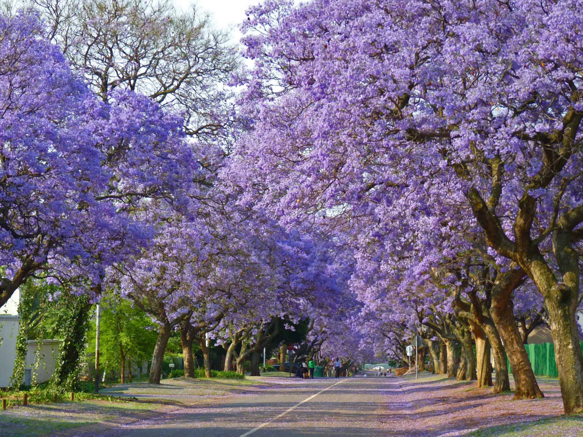 Purple Trees Beside The Road Background