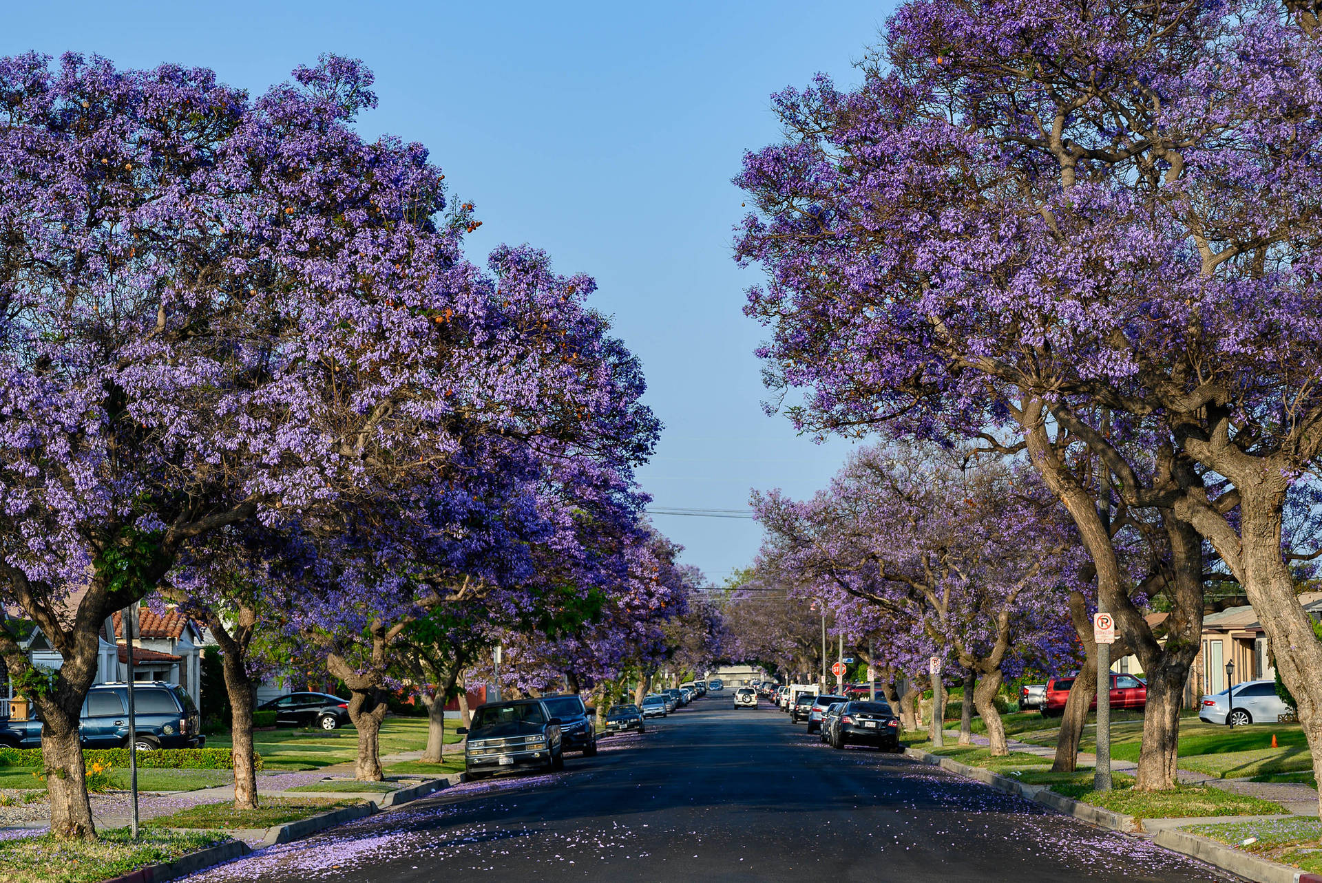 Purple Trees Beside The Road
