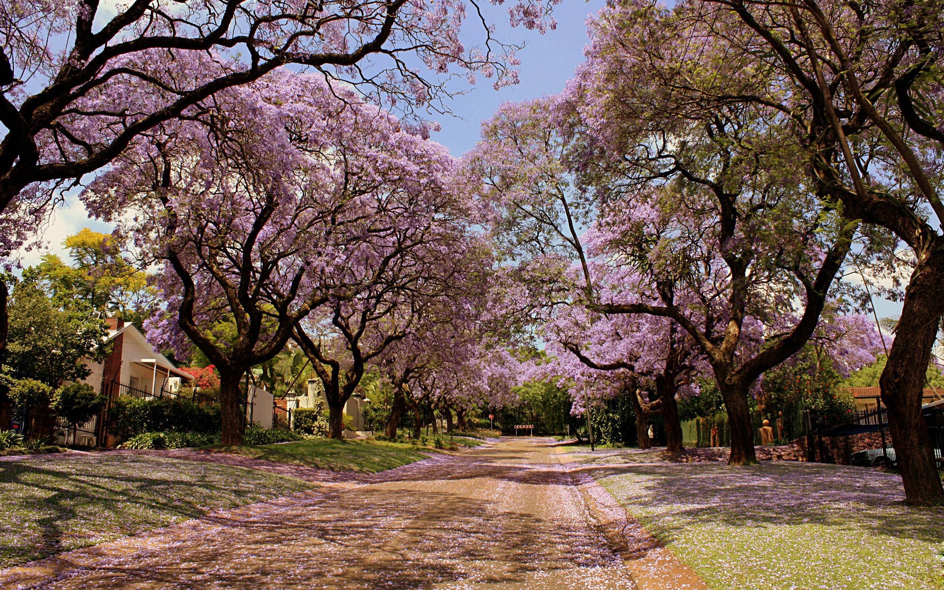 Purple Trees Most Beautiful Nature Background