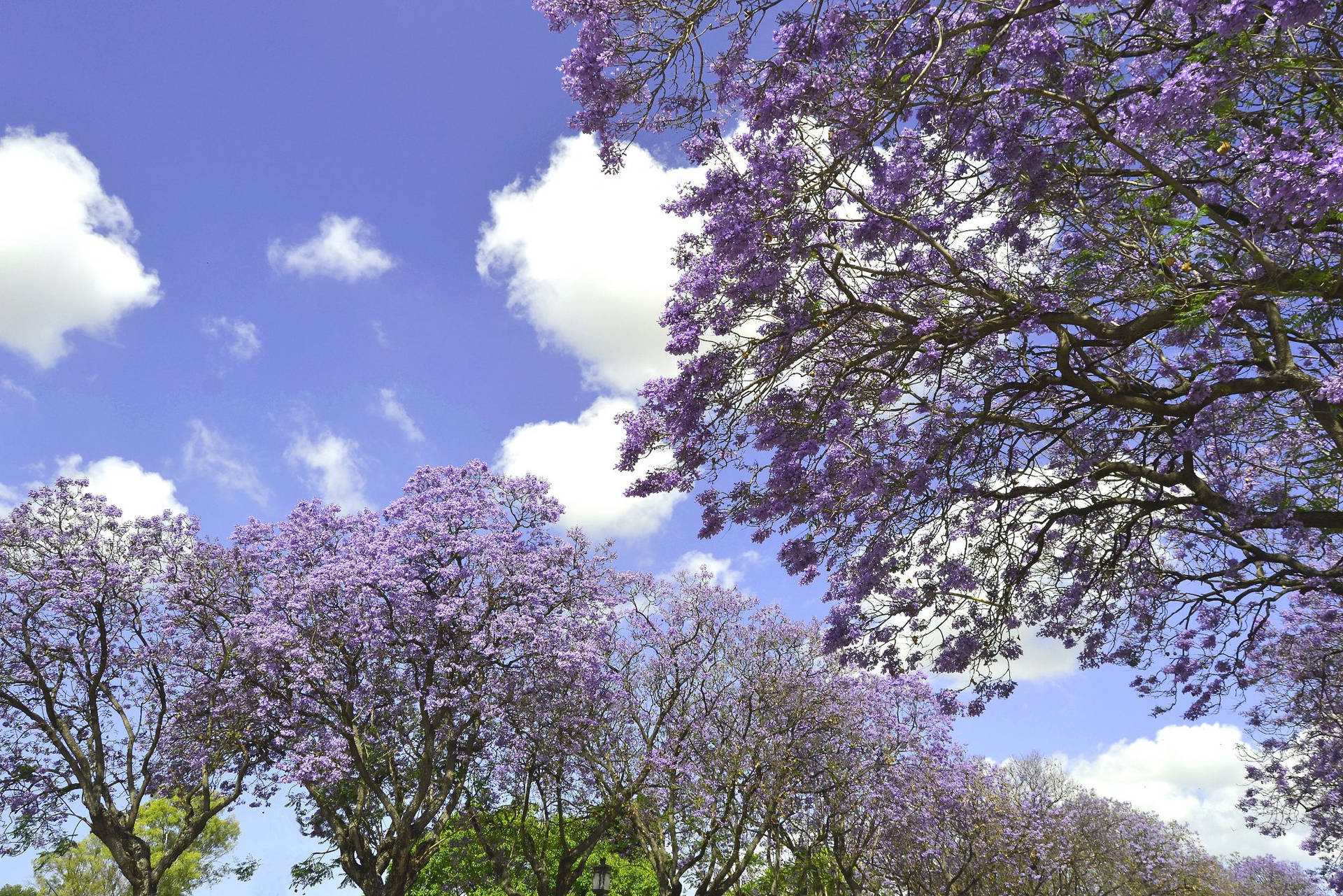 Purple Trees On Sky Background