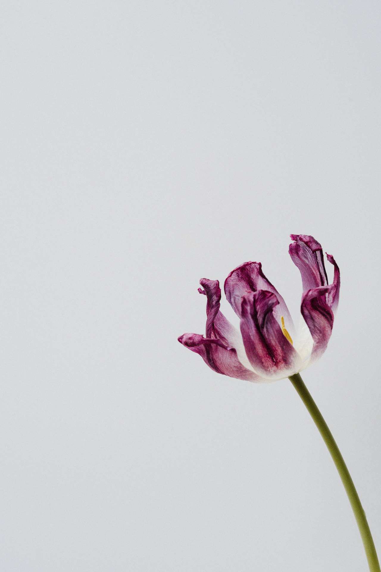 Purple Triumph Tulip
