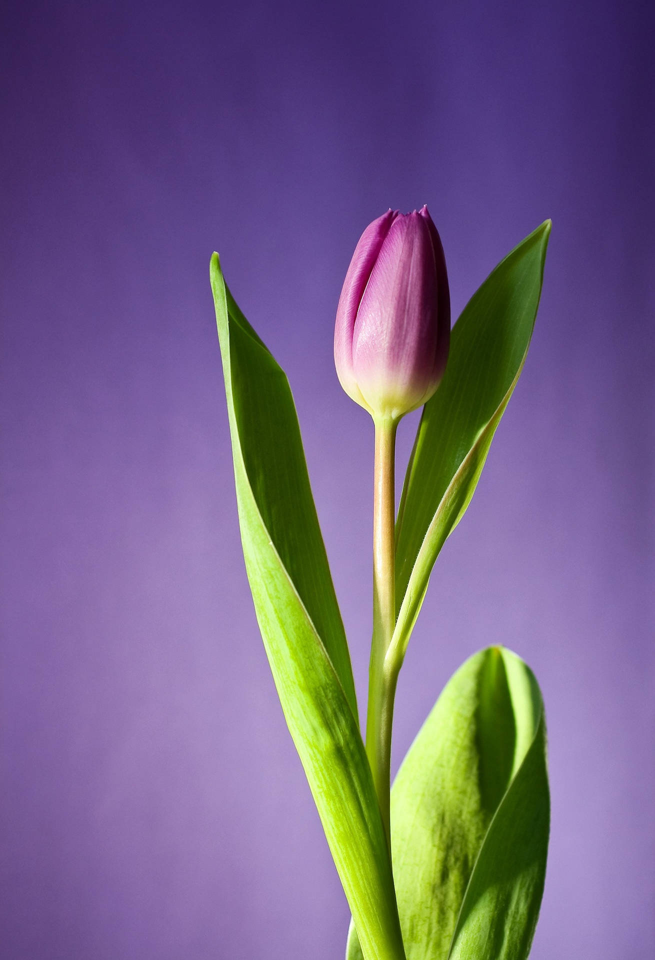 Purple Tulip Flower Android Background
