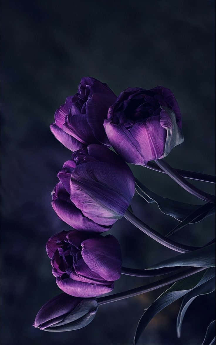 Purple Tulips Dark Background Background