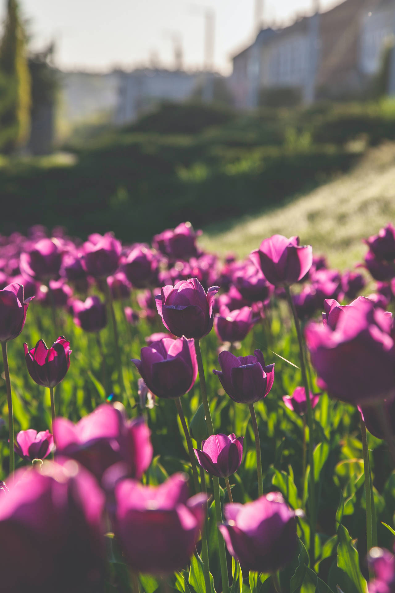 Purple Tulips Flower Android Background