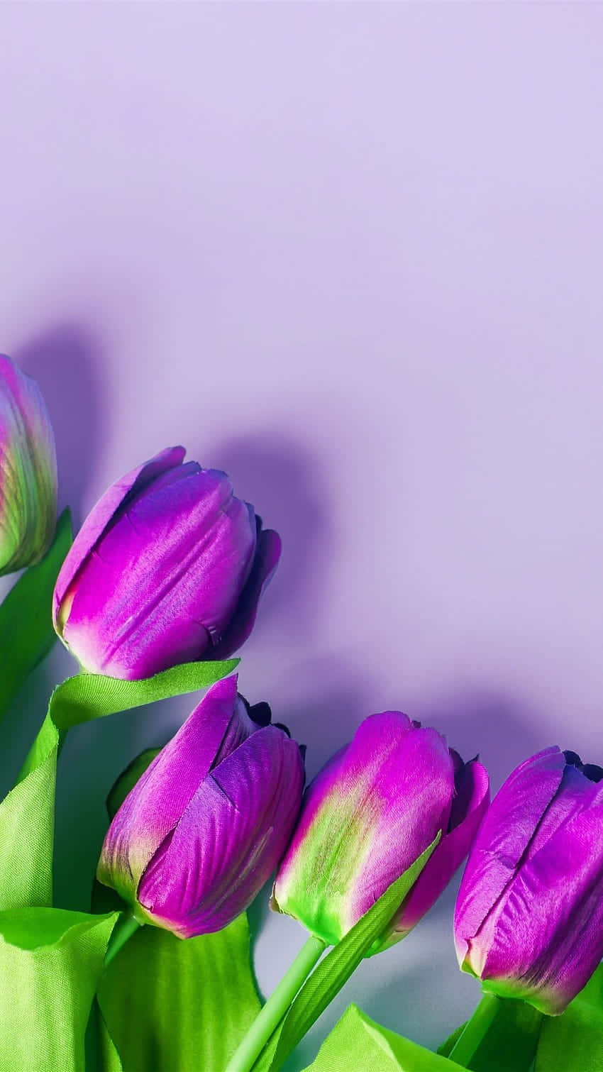 Purple Tulips Violet Backdrop Background