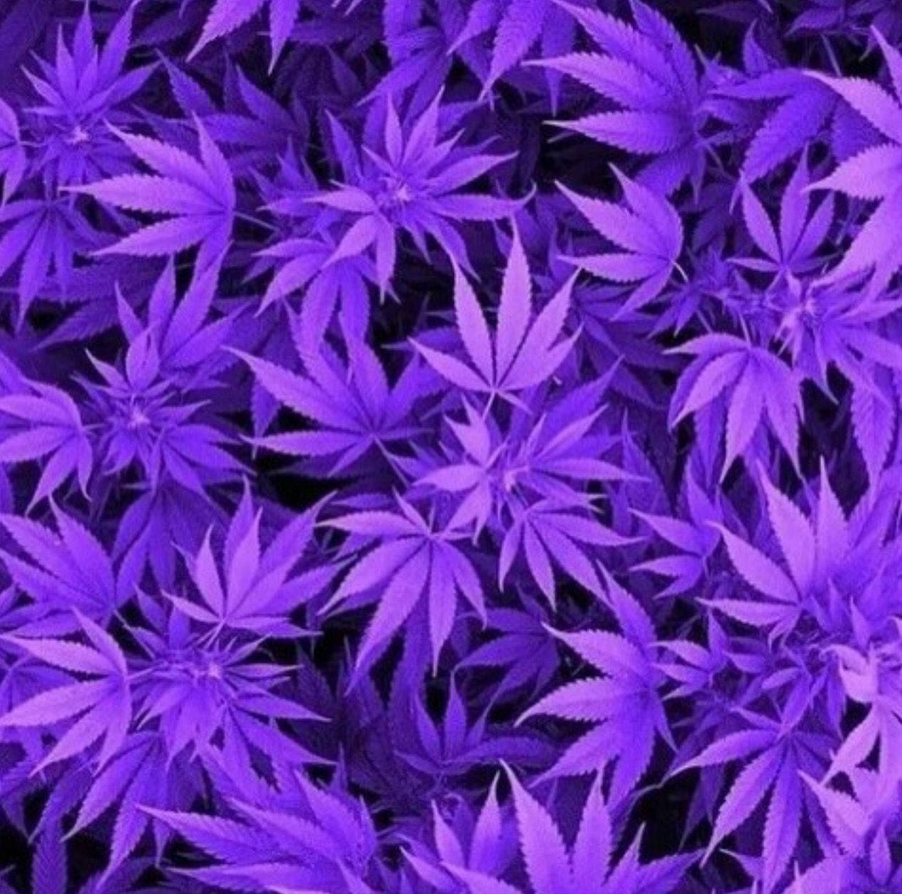 Purple Weed Leaf Background Background