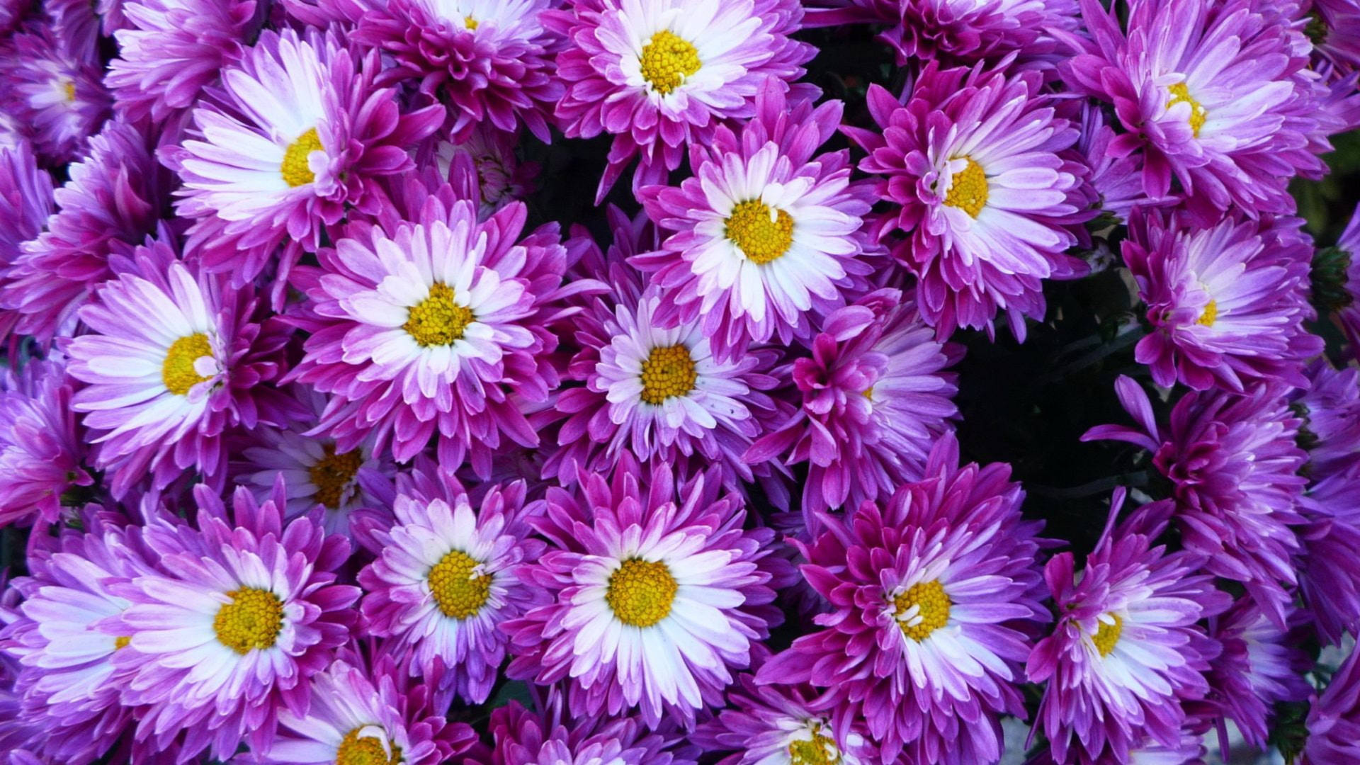 Purple White Chrysanthemum Flowers