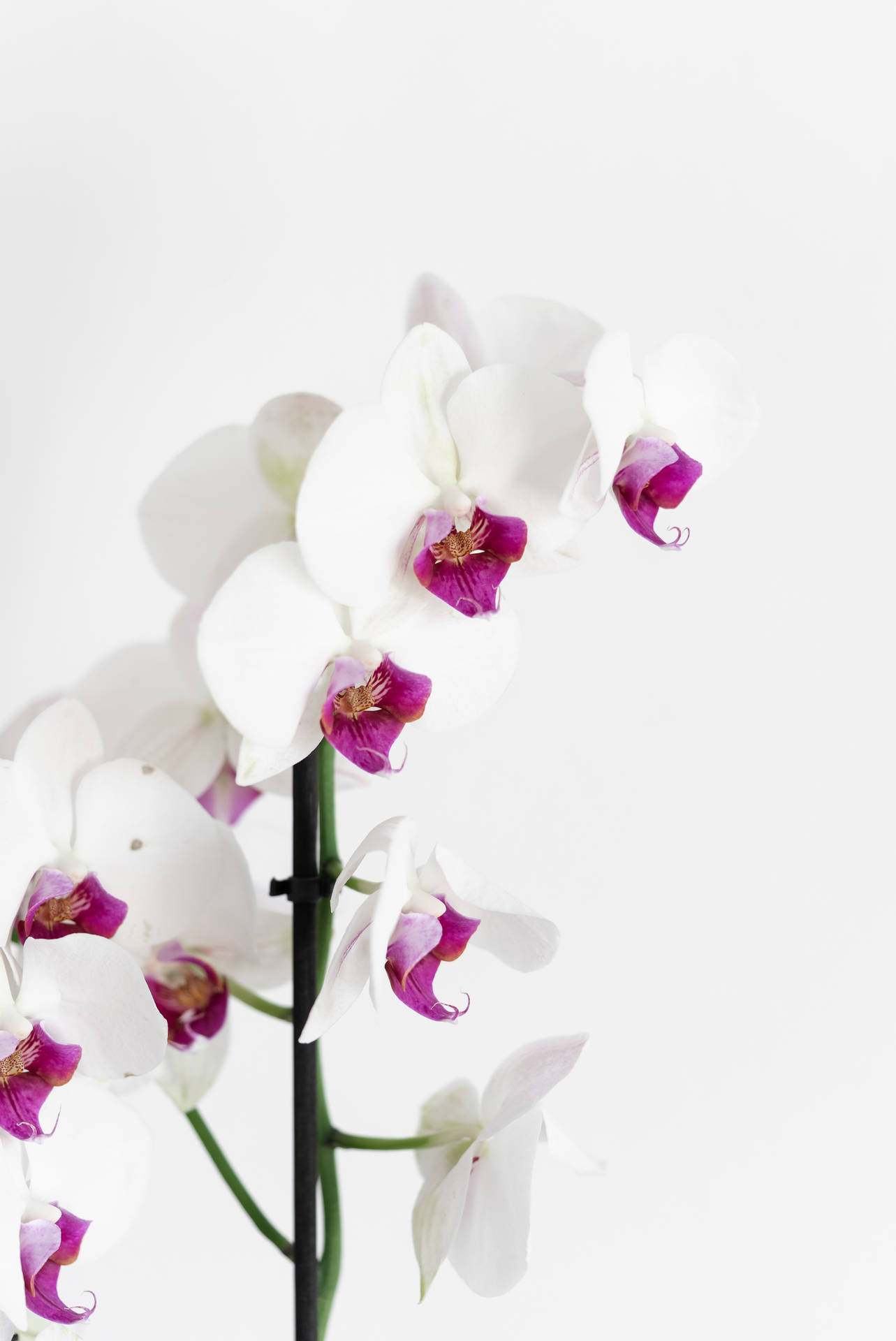 Purple White Orchid Aesthetic Flower Background
