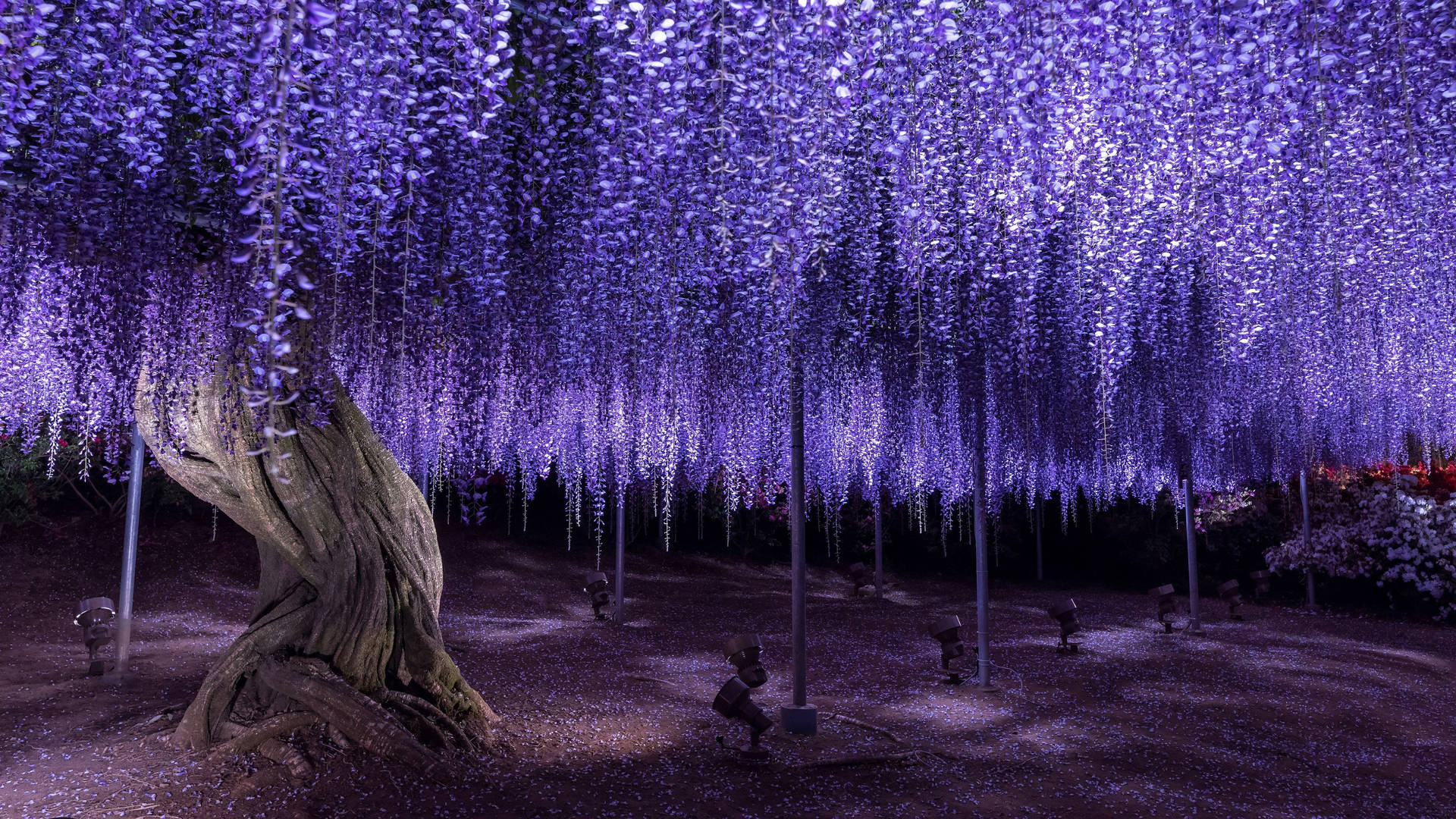Purple Wisteria Tree Background