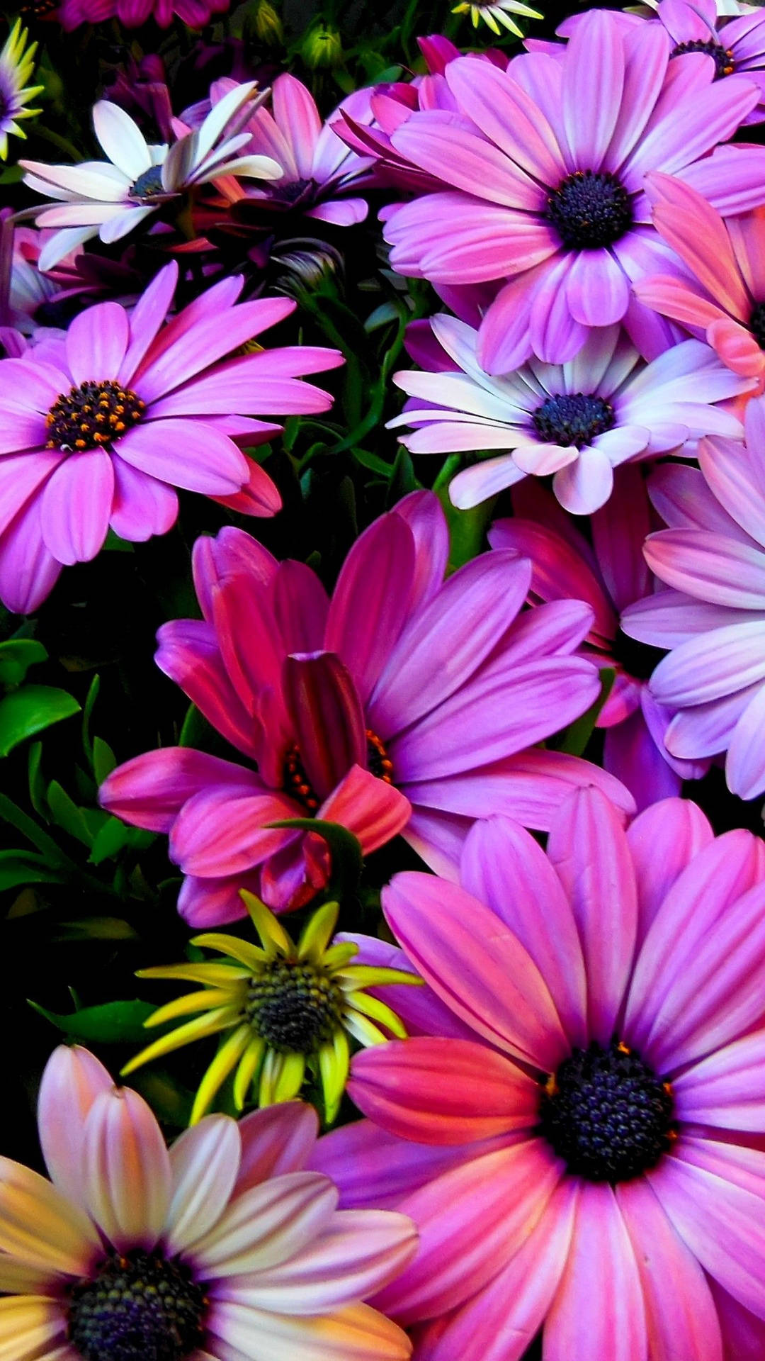 Purple, Yellow And White Spring Flowers Background