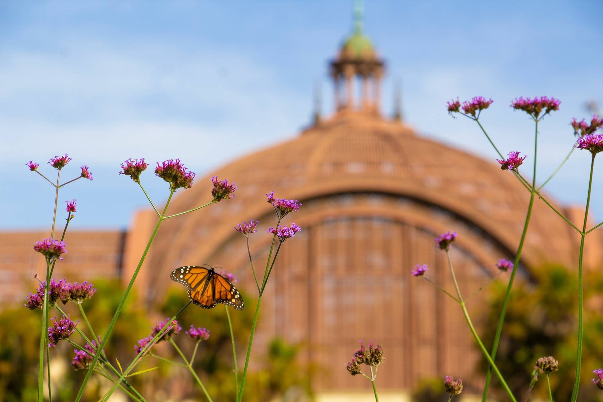 Purpletop Vervain In Balboa Park Background