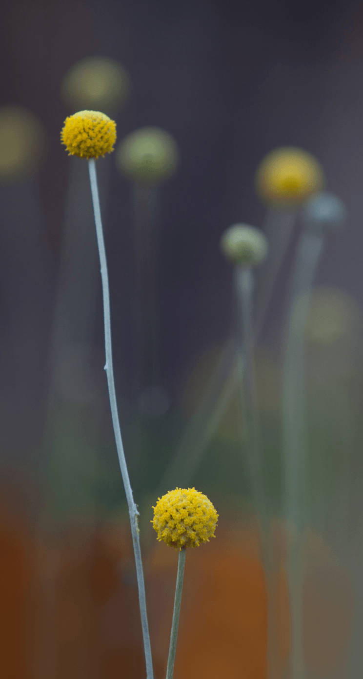 Pycnosorus Globosus Plant Original Iphone 4 Background