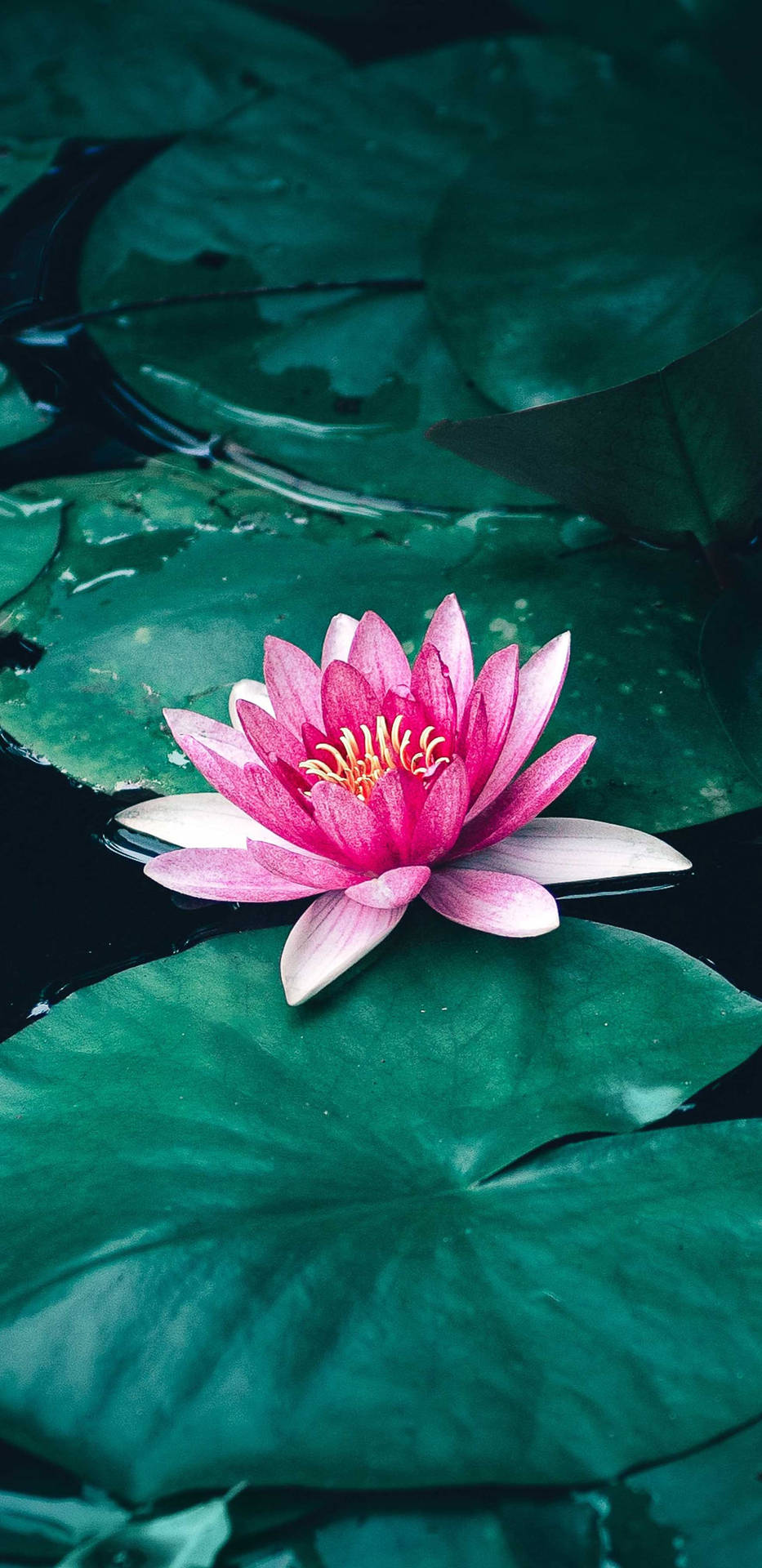 Pygmy Water Lily 4k Hd Mobile Background