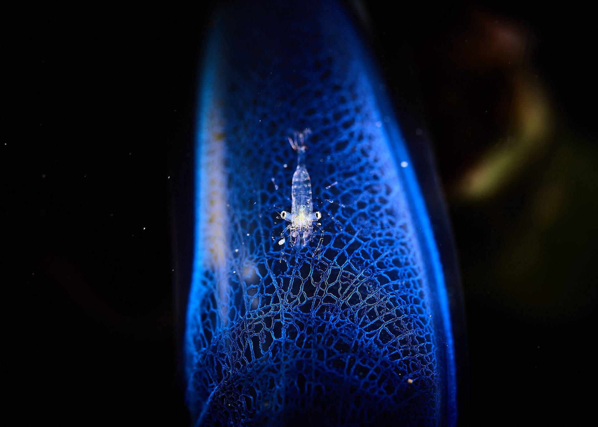 Qhd Blue Plankton Background