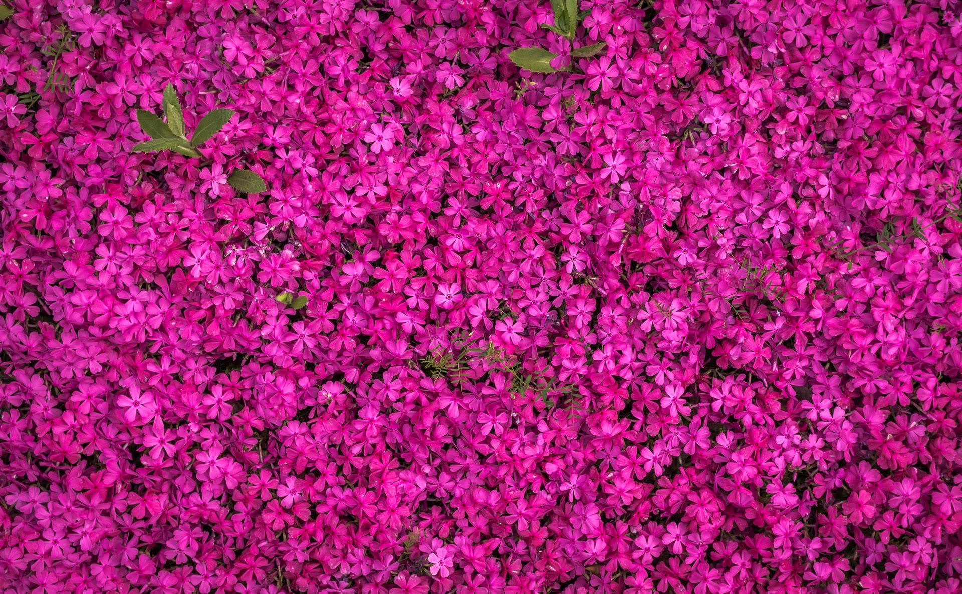Qhd Pink Flowers Background