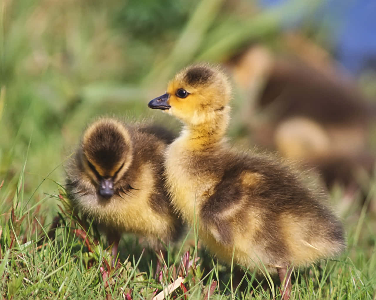 Quack Quack, Adorable Duckling Background