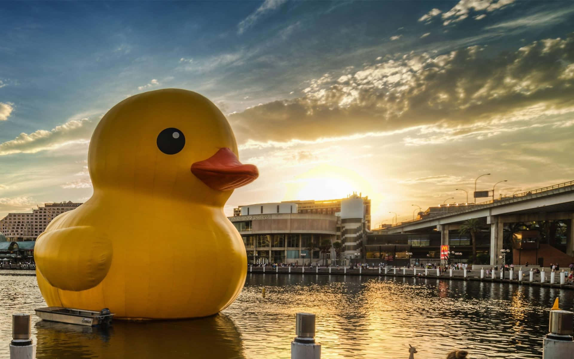 “quack, Quack! It's My Favorite Time Of Day To Take A Dip!”
