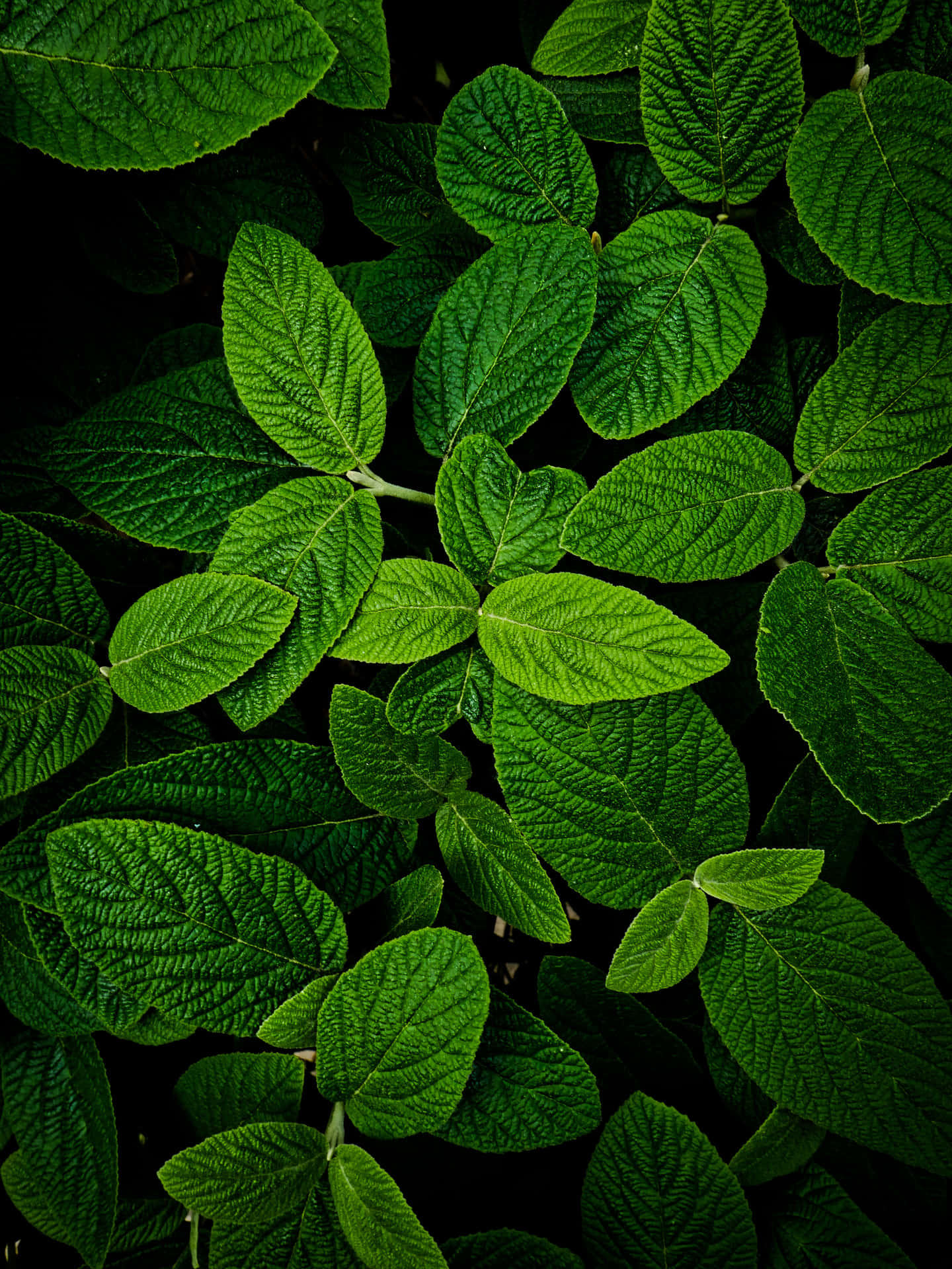 Quaint Leaves Green Phone Background