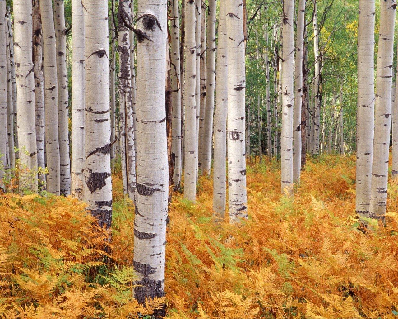 Quaking Aspen Birch Tree Colorado Background