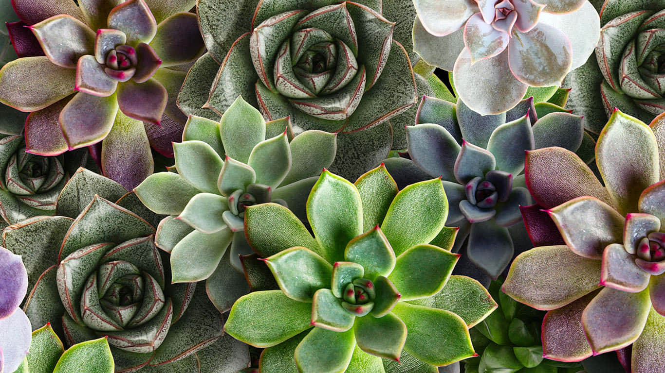 Quantitative Petals Background