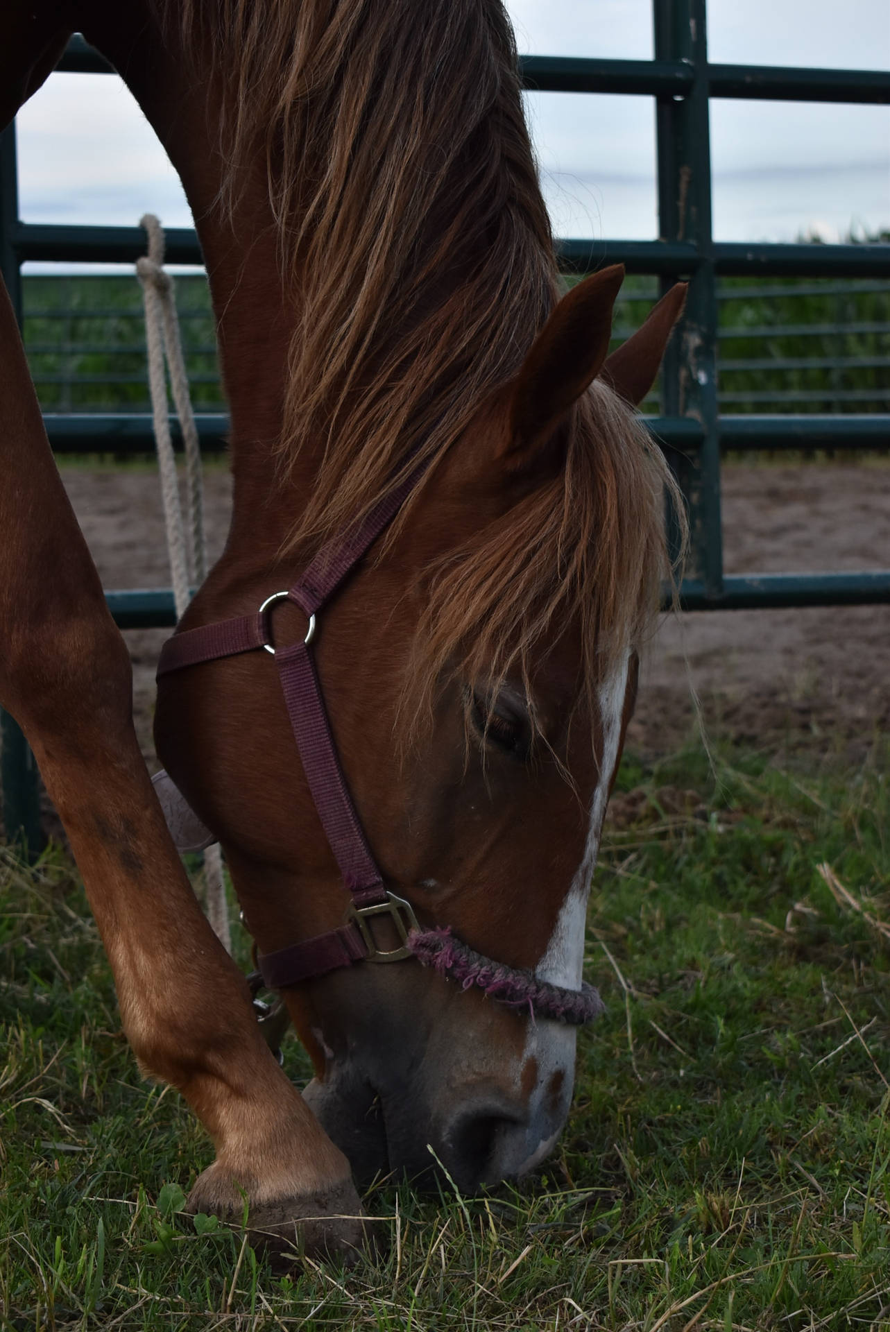 Quarter Horse Face Side-profile Background