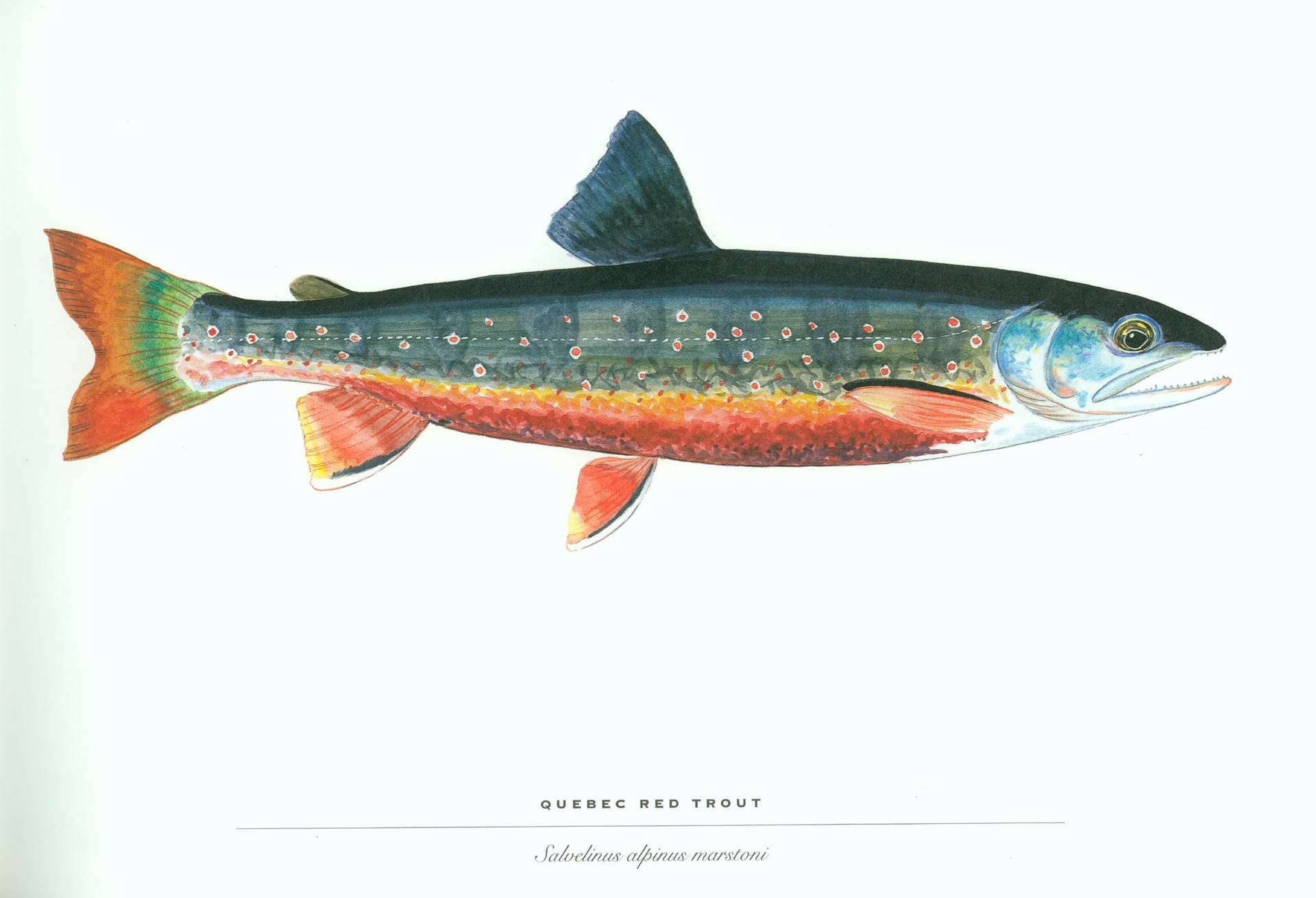 Quebec Red Trout