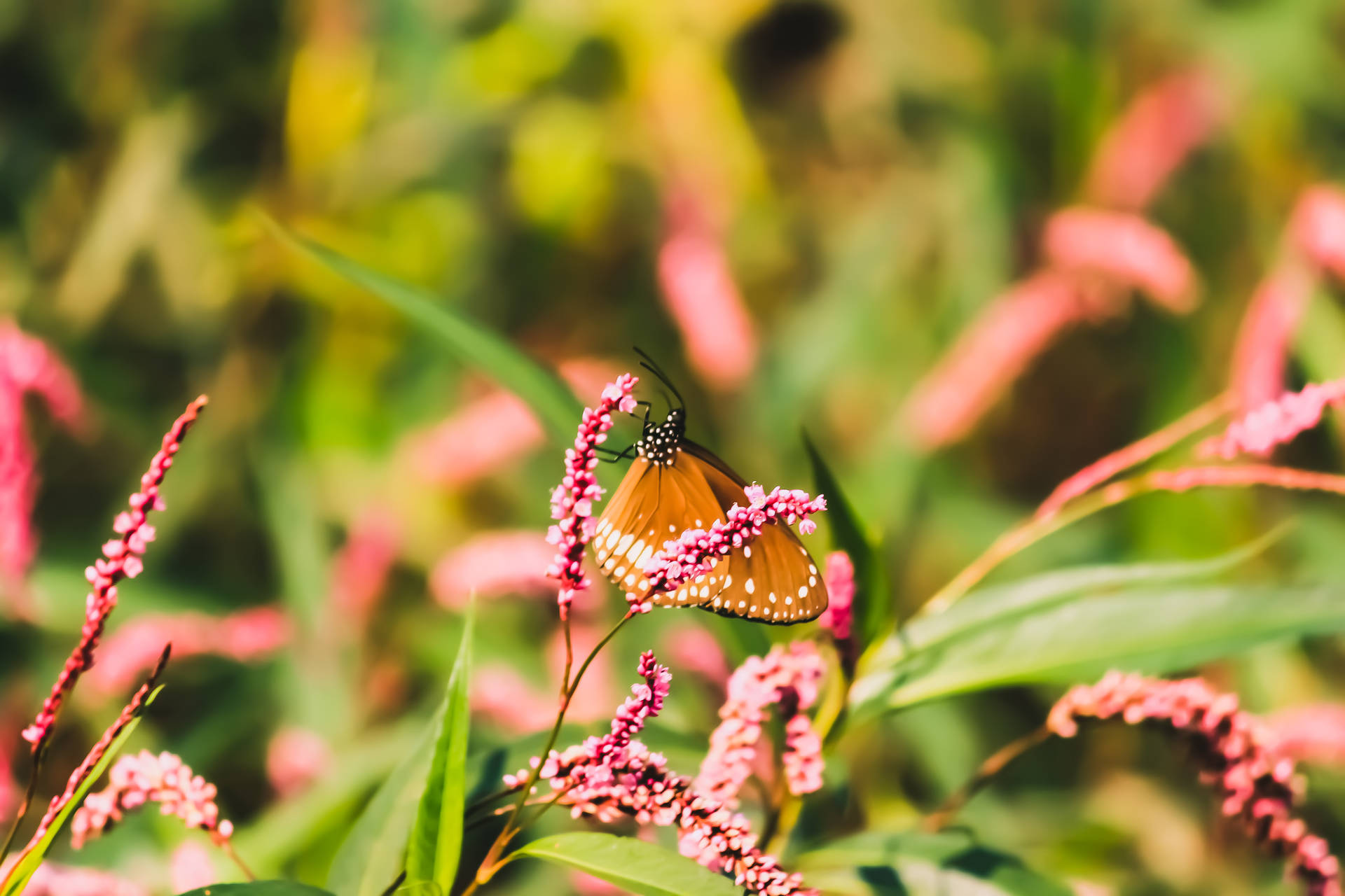 Queen Aesthetic Butterfly Background