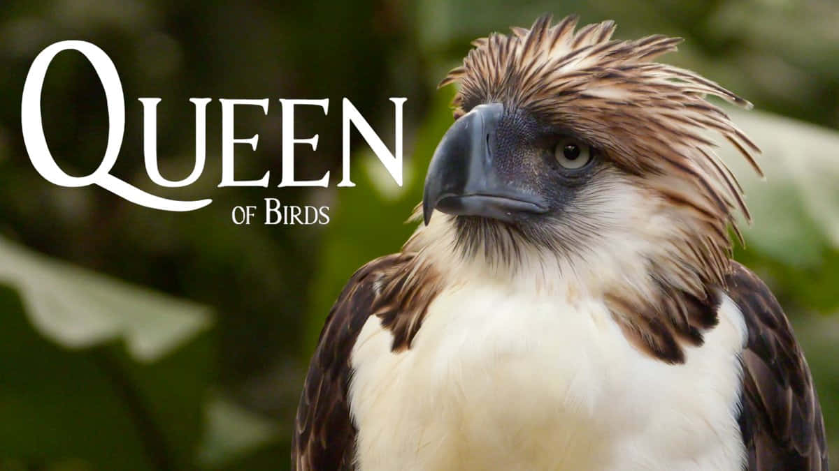 Queenof Birds Philippine Eagle Background