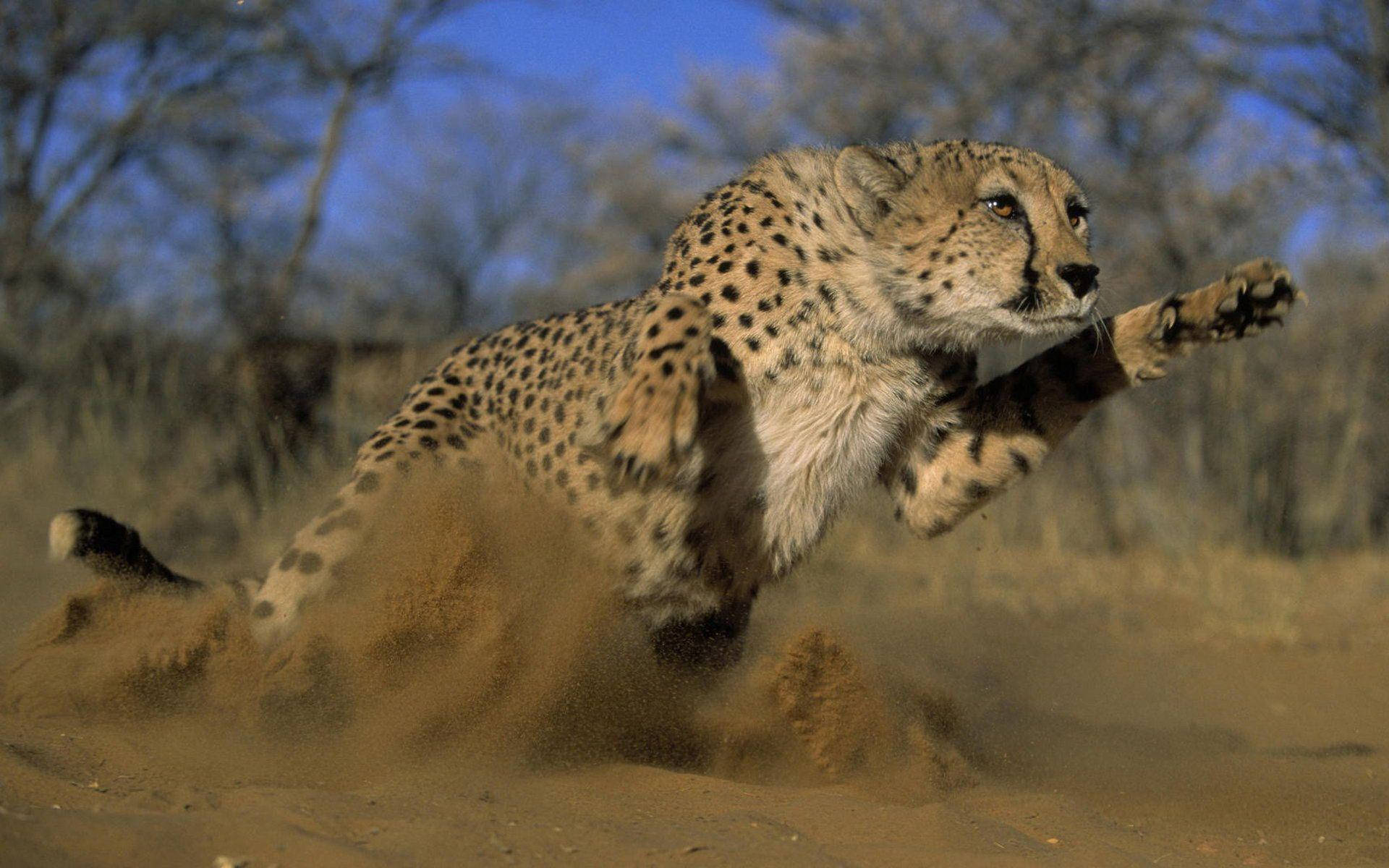 Quick Cheetah In A Desert Background