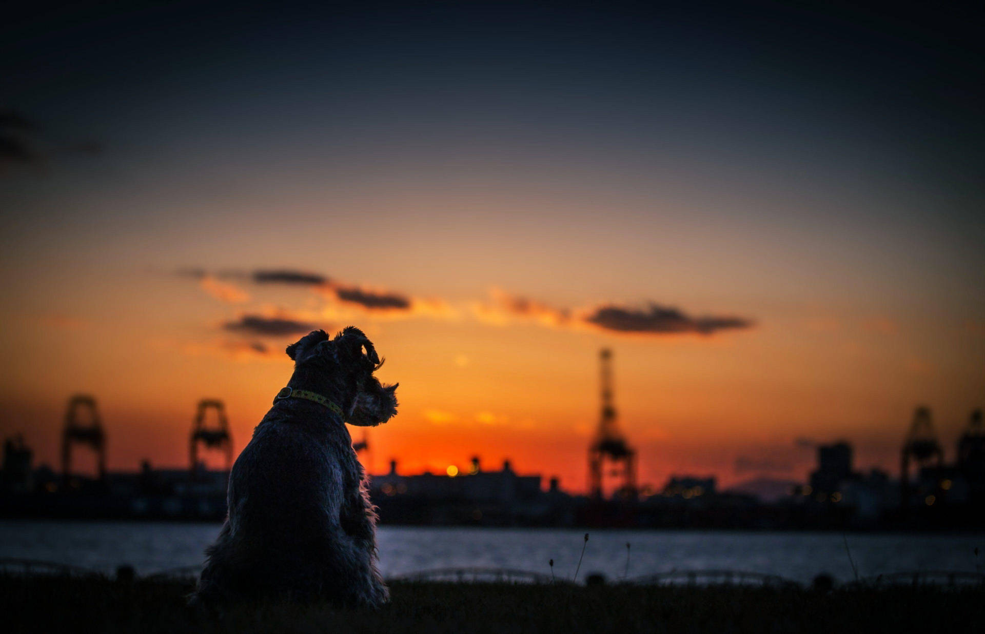 Quiet Dog Enjoying Sunset