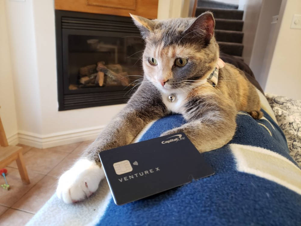 Quirky Cat Holding Capital One Credit Card Background