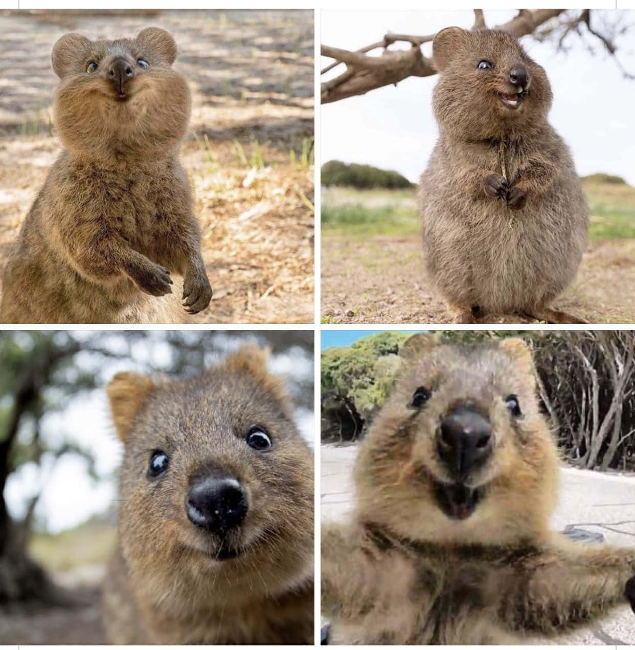 Quokka Collage Expressions.jpg Background