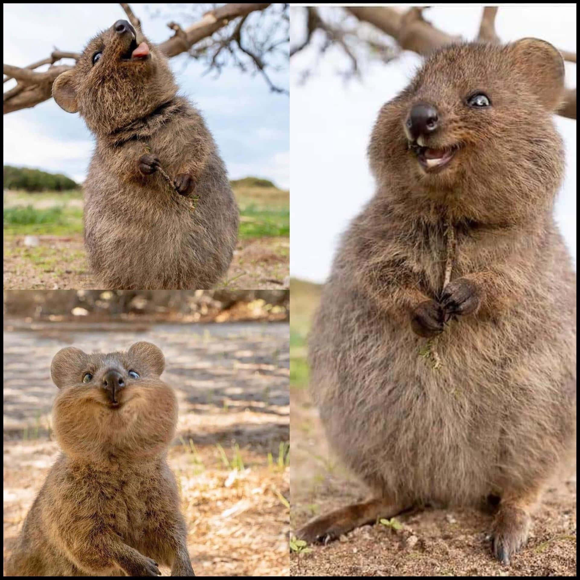 Quokka_ Collage_ Expressions