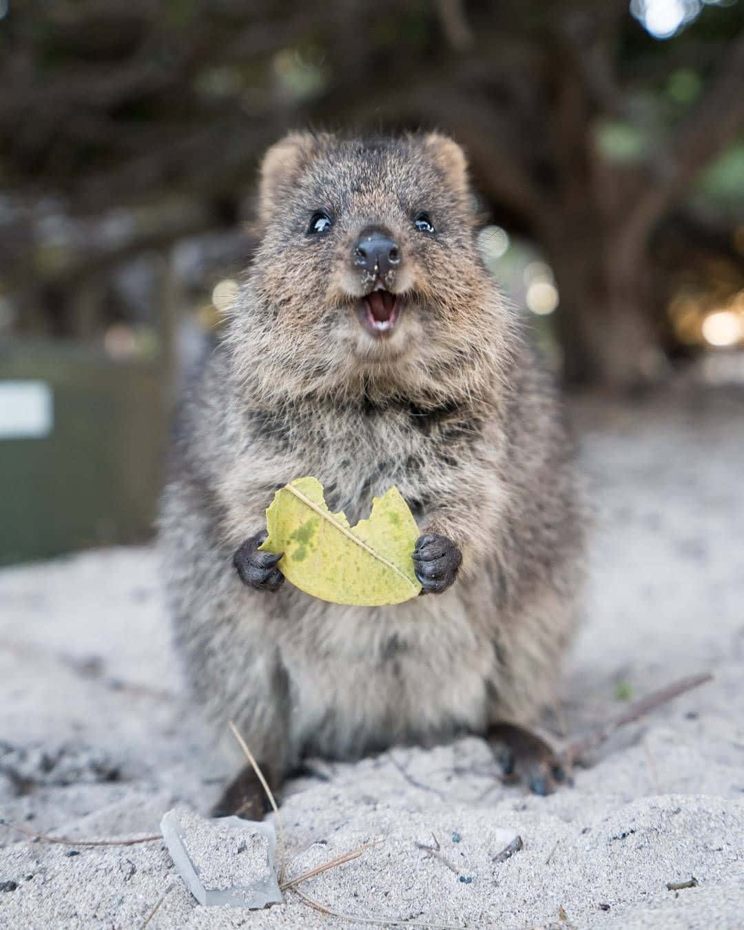 Quokka Holding Leaf Background