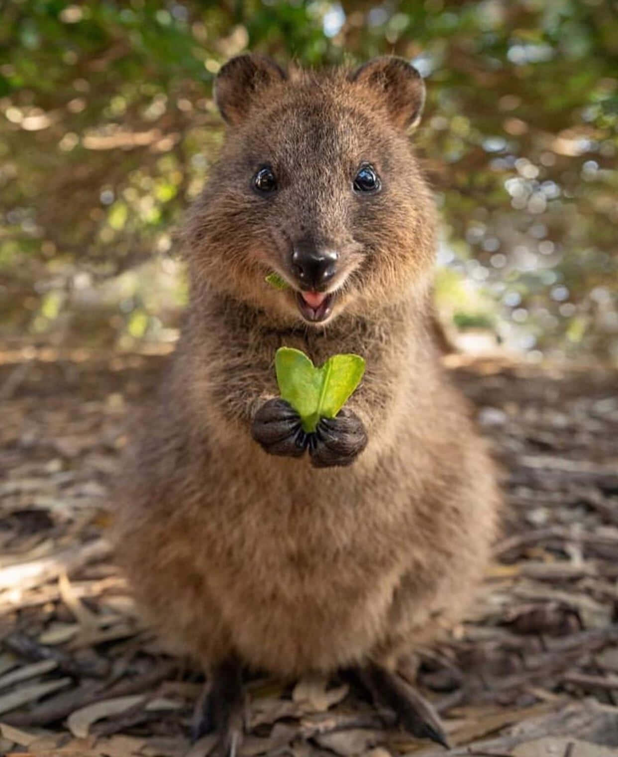 Quokka Holding Leaf Smile.jpg