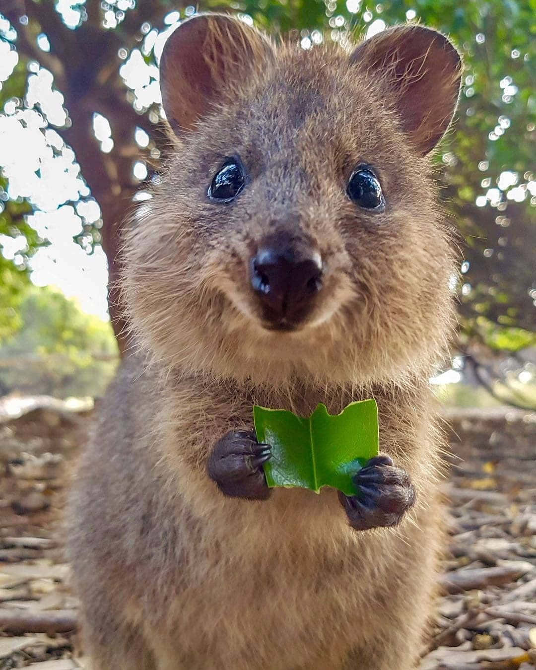 Quokka Holding Leaf Smile.jpg