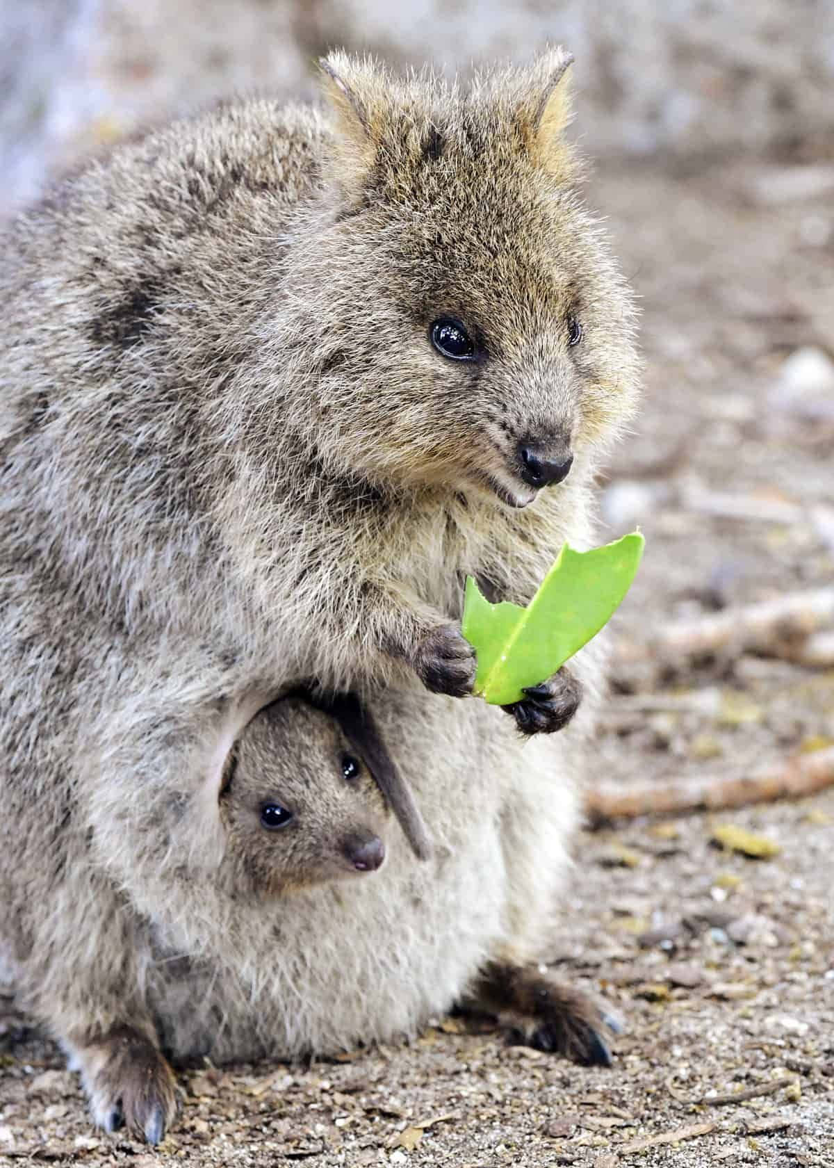 Quokka Motherand Joey With Leaf