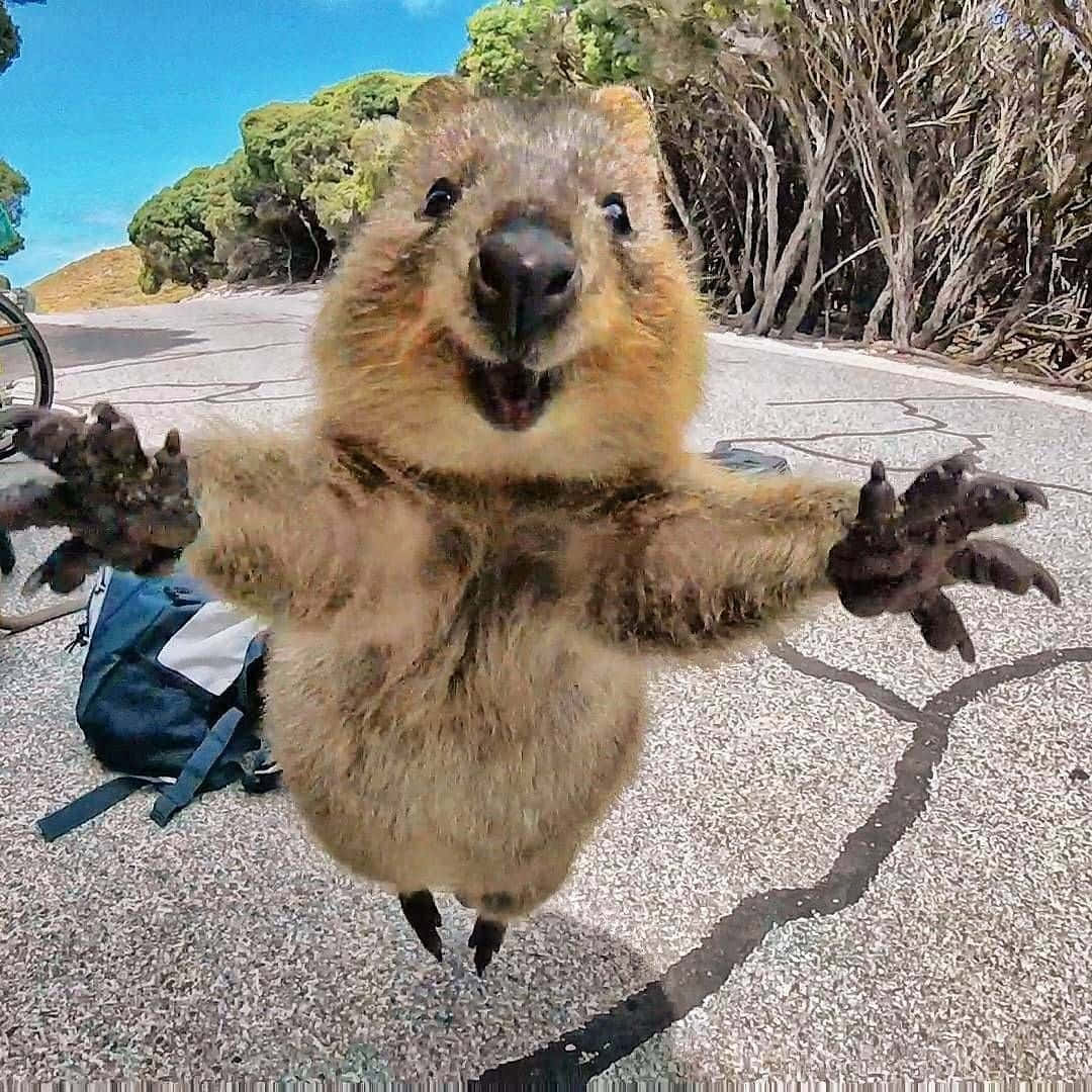 Quokka Selfie Moment Background