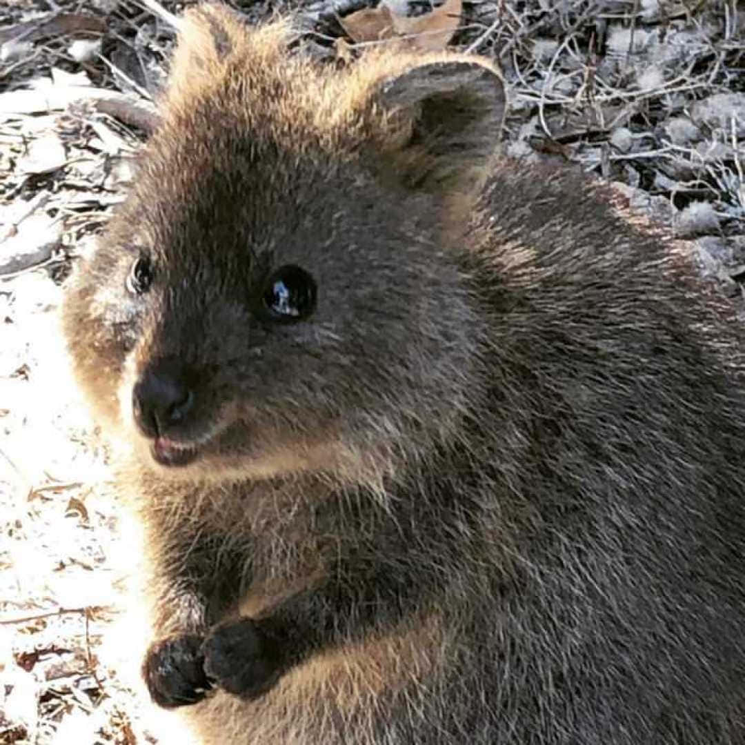 Quokka Smiling Australian Marsupial Background