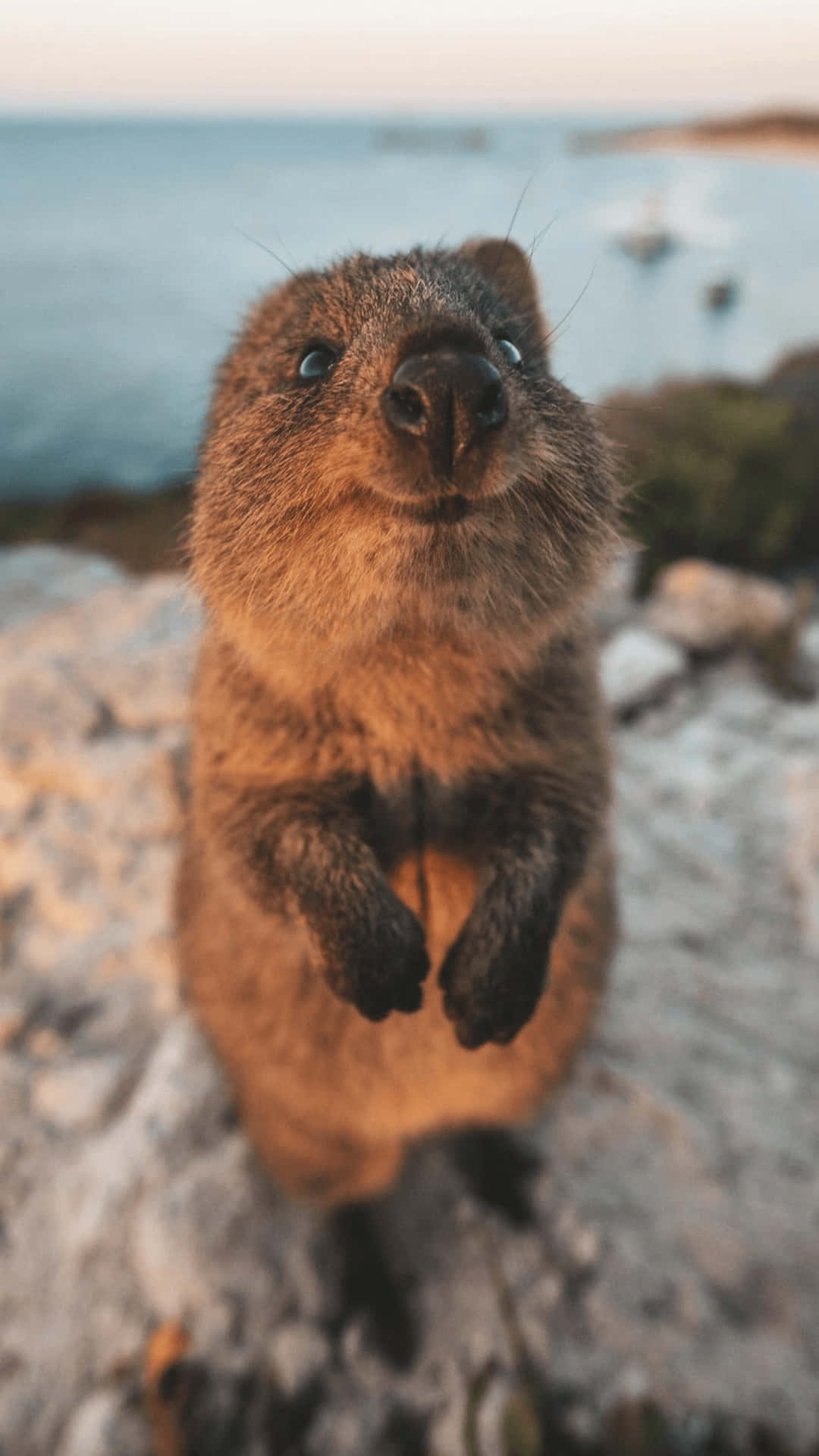 Quokka Smiling Closeup Australia