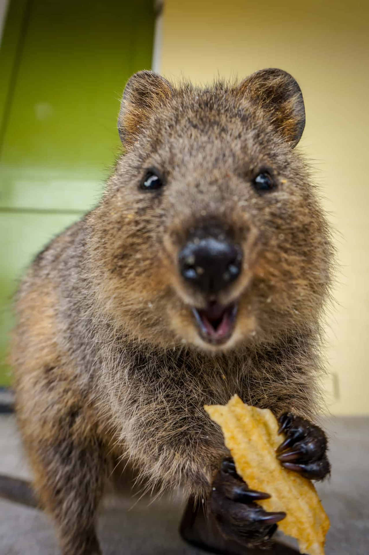 Quokka Snackingon Treat Background