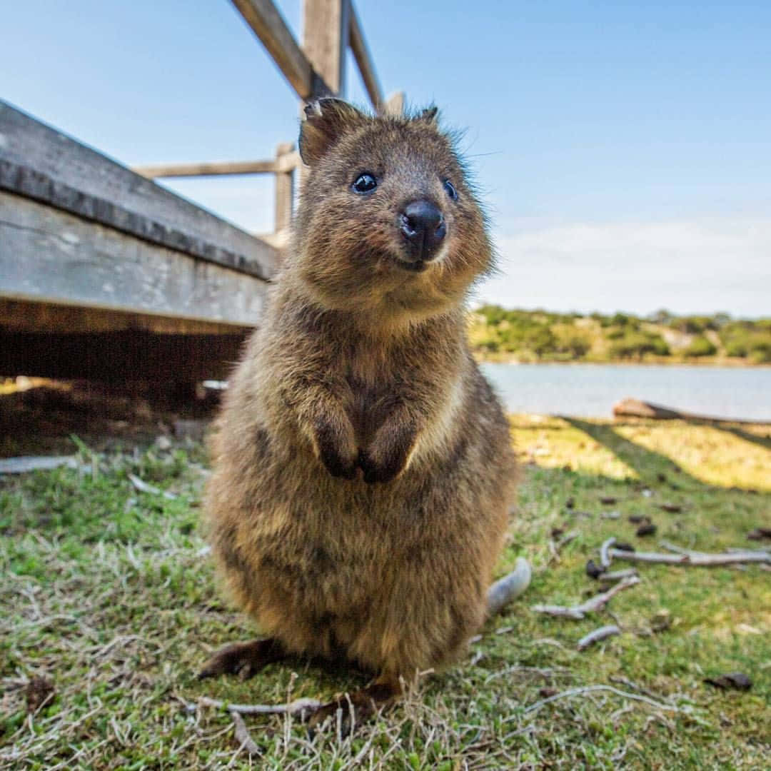 Quokka Standing Near Waterfront.jpg Background