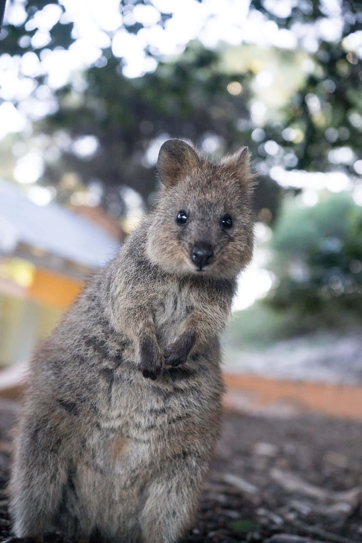 Quokka Standing Portrait