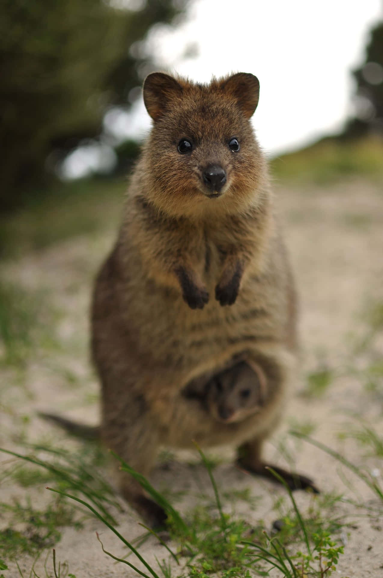 Quokka Standing Portrait Background