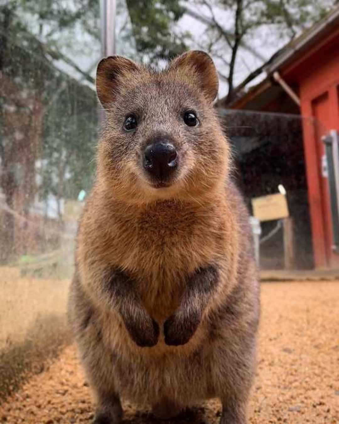 Quokka Standing Up Cute Portrait.jpg Background