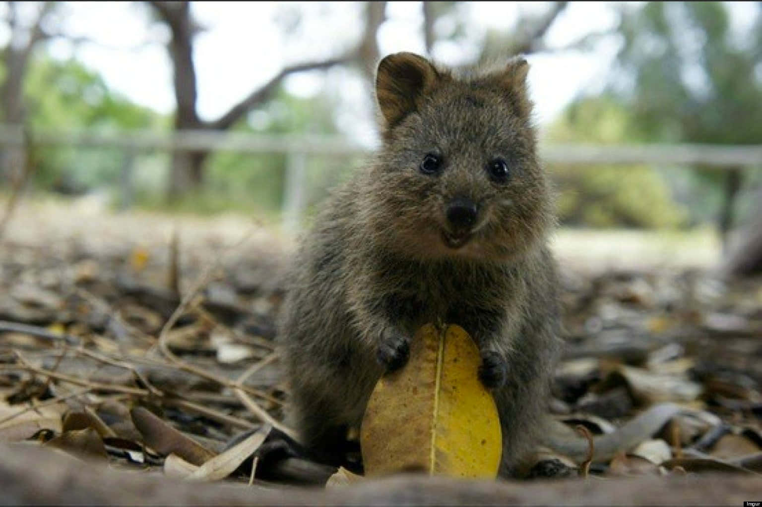 Quokka_with_ Leaf Background