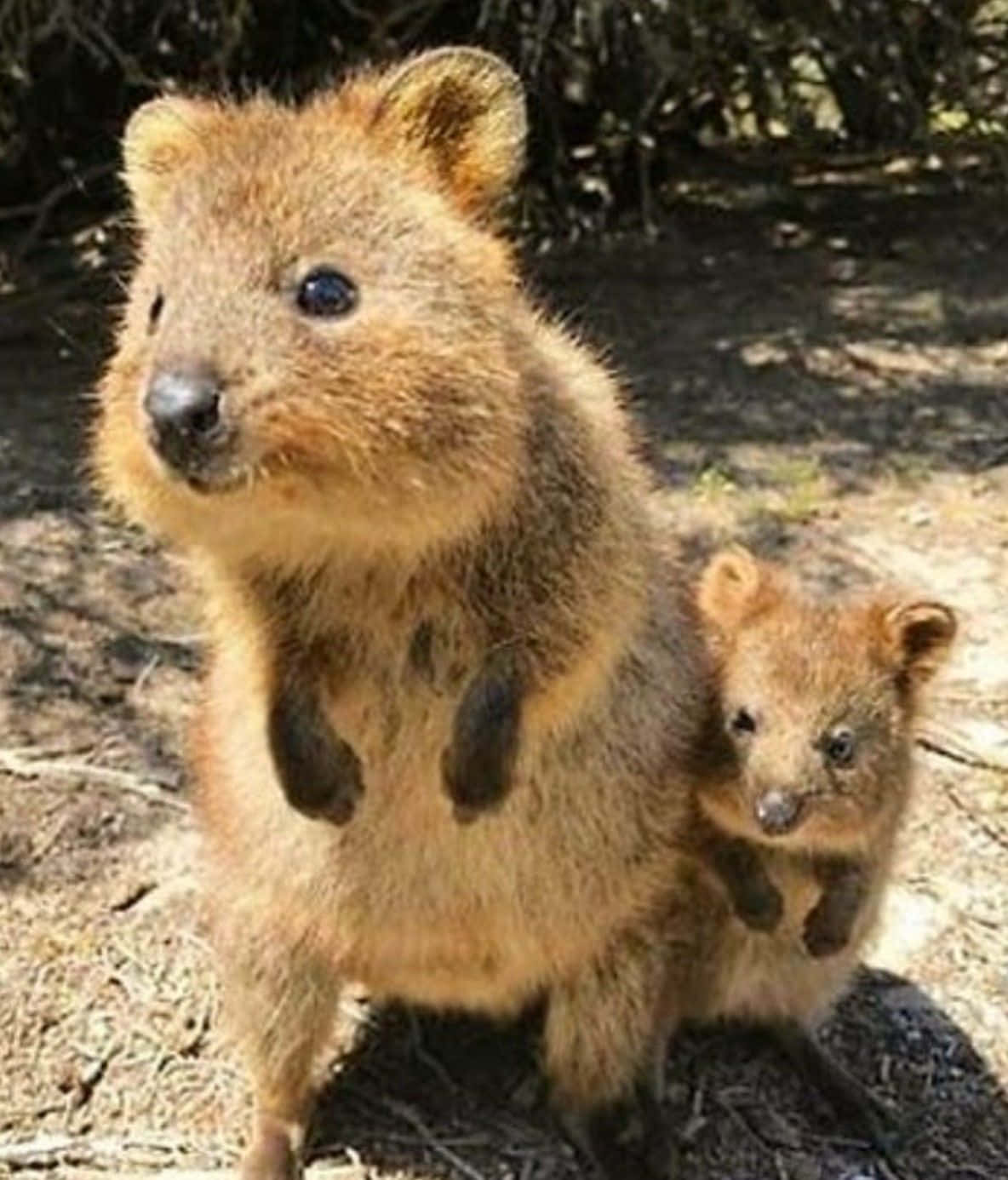 Quokkaand Joey Australian Wildlife Background